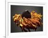 Studio Flowers VIII-James McLoughlin-Framed Photographic Print