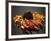 Studio Flowers VIII-James McLoughlin-Framed Photographic Print