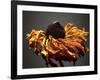 Studio Flowers VIII-James McLoughlin-Framed Photographic Print