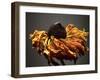 Studio Flowers VIII-James McLoughlin-Framed Photographic Print