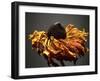 Studio Flowers VIII-James McLoughlin-Framed Photographic Print