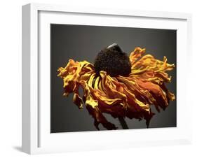 Studio Flowers VIII-James McLoughlin-Framed Photographic Print