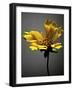 Studio Flowers X-James McLoughlin-Framed Photographic Print