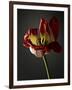 Studio Flowers XII-James McLoughlin-Framed Photographic Print