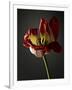 Studio Flowers XII-James McLoughlin-Framed Photographic Print