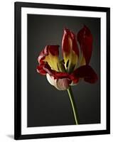 Studio Flowers XII-James McLoughlin-Framed Photographic Print