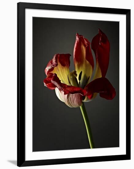 Studio Flowers XII-James McLoughlin-Framed Photographic Print