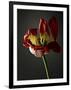 Studio Flowers XII-James McLoughlin-Framed Photographic Print