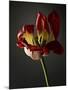 Studio Flowers XII-James McLoughlin-Mounted Photographic Print