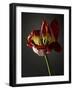 Studio Flowers XII-James McLoughlin-Framed Photographic Print