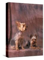 Studio Portraits of Two Yorkshire Terriers, One Lying Down and the Other Sitting up and Looking Up-Adriano Bacchella-Stretched Canvas