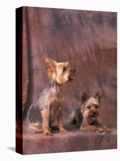 Studio Portraits of Two Yorkshire Terriers, One Lying Down and the Other Sitting up and Looking Up-Adriano Bacchella-Stretched Canvas