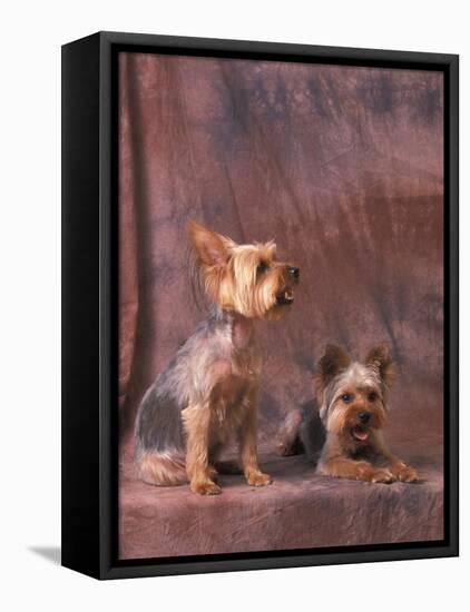 Studio Portraits of Two Yorkshire Terriers, One Lying Down and the Other Sitting up and Looking Up-Adriano Bacchella-Framed Stretched Canvas