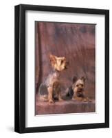 Studio Portraits of Two Yorkshire Terriers, One Lying Down and the Other Sitting up and Looking Up-Adriano Bacchella-Framed Premium Photographic Print