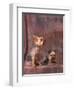 Studio Portraits of Two Yorkshire Terriers, One Lying Down and the Other Sitting up and Looking Up-Adriano Bacchella-Framed Premium Photographic Print