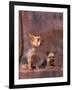 Studio Portraits of Two Yorkshire Terriers, One Lying Down and the Other Sitting up and Looking Up-Adriano Bacchella-Framed Photographic Print