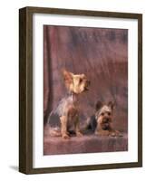 Studio Portraits of Two Yorkshire Terriers, One Lying Down and the Other Sitting up and Looking Up-Adriano Bacchella-Framed Photographic Print