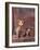 Studio Portraits of Two Yorkshire Terriers, One Lying Down and the Other Sitting up and Looking Up-Adriano Bacchella-Framed Photographic Print