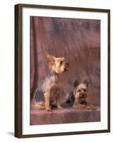 Studio Portraits of Two Yorkshire Terriers, One Lying Down and the Other Sitting up and Looking Up-Adriano Bacchella-Framed Photographic Print