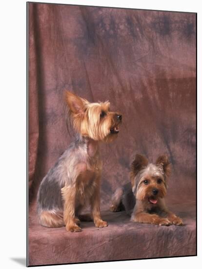 Studio Portraits of Two Yorkshire Terriers, One Lying Down and the Other Sitting up and Looking Up-Adriano Bacchella-Mounted Photographic Print