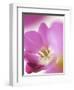 Studio Shot, Close-Up of a Pink Tulip (Tulipa) Flower-Pearl Bucknall-Framed Photographic Print