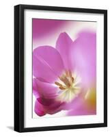 Studio Shot, Close-Up of a Pink Tulip (Tulipa) Flower-Pearl Bucknall-Framed Photographic Print