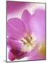 Studio Shot, Close-Up of a Pink Tulip (Tulipa) Flower-Pearl Bucknall-Mounted Photographic Print
