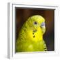 Studio shot of Budgerigar-Panoramic Images-Framed Photographic Print