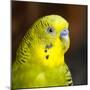 Studio shot of Budgerigar-Panoramic Images-Mounted Photographic Print