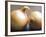 Studio Shot of Two Onions-Lee Frost-Framed Photographic Print