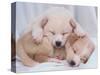 Studio Shot of Two Puppies Sleeping-Akira Matoba-Stretched Canvas
