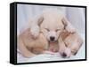 Studio Shot of Two Puppies Sleeping-Akira Matoba-Framed Stretched Canvas