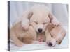 Studio Shot of Two Puppies Sleeping-Akira Matoba-Stretched Canvas