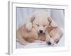 Studio Shot of Two Puppies Sleeping-Akira Matoba-Framed Photographic Print