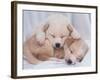 Studio Shot of Two Puppies Sleeping-Akira Matoba-Framed Photographic Print