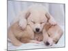 Studio Shot of Two Puppies Sleeping-Akira Matoba-Mounted Photographic Print