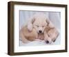 Studio Shot of Two Puppies Sleeping-Akira Matoba-Framed Photographic Print