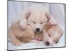 Studio Shot of Two Puppies Sleeping-Akira Matoba-Mounted Photographic Print