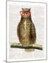 Studious Owl-Christopher James-Mounted Art Print