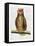 Studious Owl-Christopher James-Framed Stretched Canvas