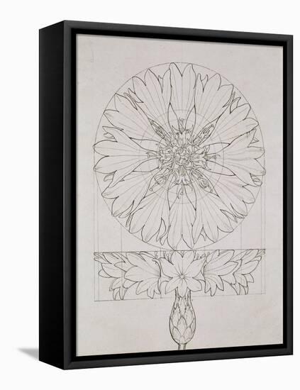 Study for a Cornflower, 1808-Philipp Otto Runge-Framed Stretched Canvas