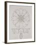 Study for a Cornflower, 1808-Philipp Otto Runge-Framed Giclee Print