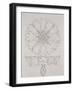 Study for a Cornflower, 1808-Philipp Otto Runge-Framed Giclee Print