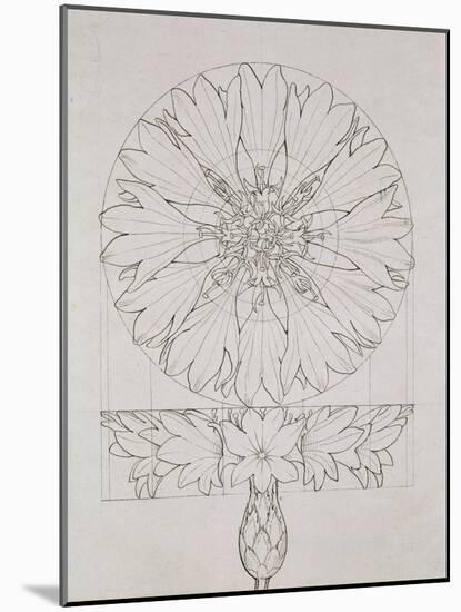 Study for a Cornflower, 1808-Philipp Otto Runge-Mounted Giclee Print