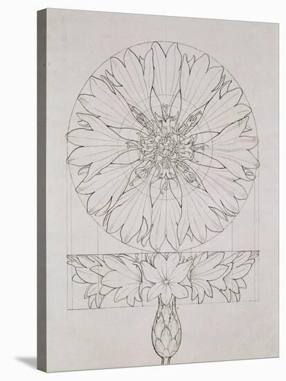 Study for a Cornflower, 1808-Philipp Otto Runge-Stretched Canvas