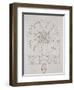 Study for a Cornflower, 1808-Philipp Otto Runge-Framed Giclee Print