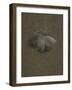 Study for 'Lachrymae', C.1894-Frederic Leighton-Framed Giclee Print