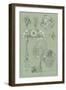 Study for Plate 50 from 'Documents Decoratifs', 1902-Alphonse Mucha-Framed Giclee Print