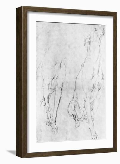 Study for the Greyhound in the Portrait of the Duke of Richmond, C1634-Sir Anthony Van Dyck-Framed Giclee Print