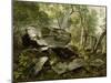 Study from Nature: Rocks and Trees, C.1856-Asher Brown Durand-Mounted Giclee Print